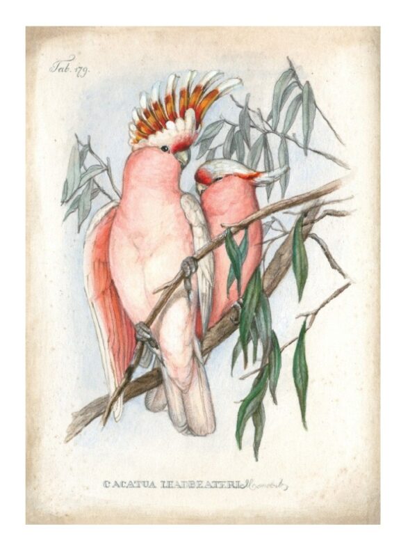 Pink Cockatoo Greeting Card