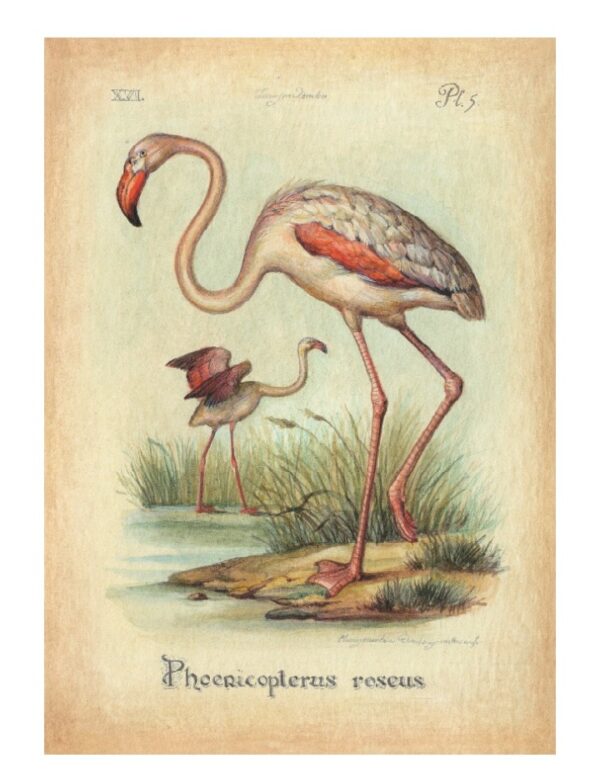 "Flamingo" Greeting Card